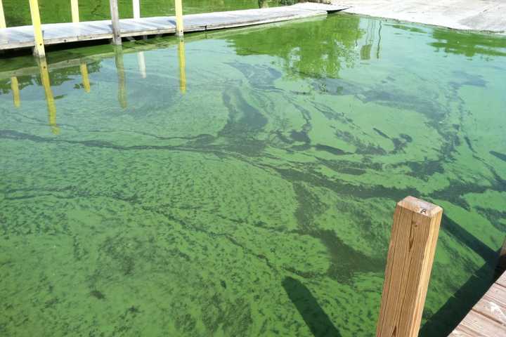 Blue-Green Algae Sighting Puts Swimming On Hold In Eastern Mass Town