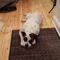 <p>Delilah, the namesake and mascot of American Coffee Roasters, hangs out at the Chestnut Ridge,  cafe.</p>