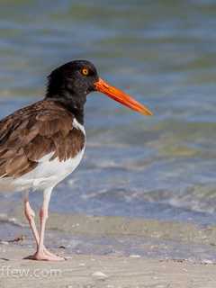 Lewisboro Land Trust Hosts Birding Paddle at Saugatuck River