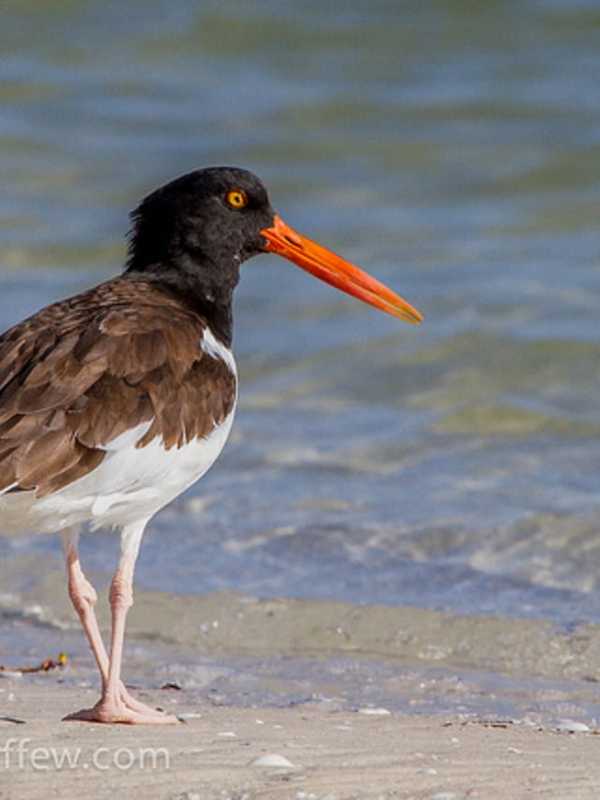 Lewisboro Land Trust Hosts Birding Paddle at Saugatuck River