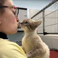 <p>A staffer with one of the cats rescued from Kentucky</p>
