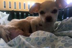 Oakland Shelter Rallies To Save Emaciated Chihuahua With Huge Tumor