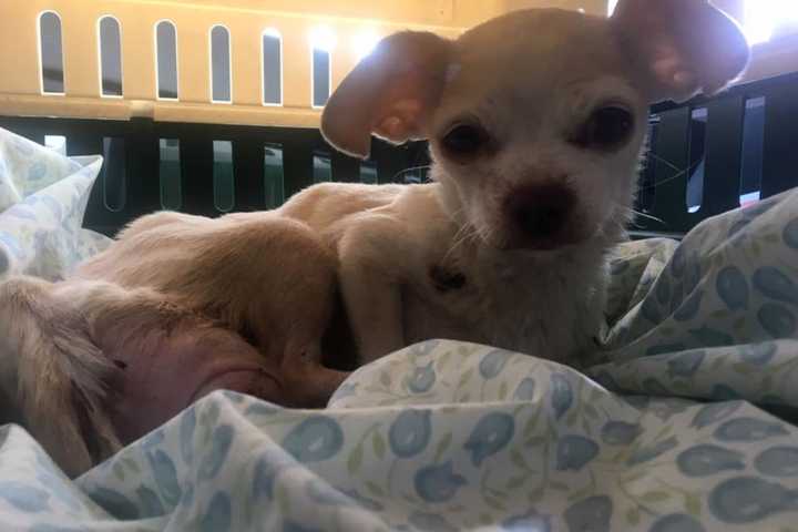 Oakland Shelter Rallies To Save Emaciated Chihuahua With Huge Tumor