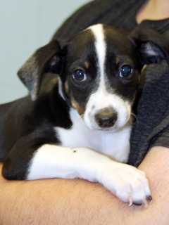 Petland Discounts In Westwood Organizes Adoption Event