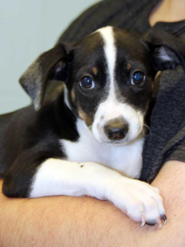 Petland Discounts In Westwood Organizes Adoption Event