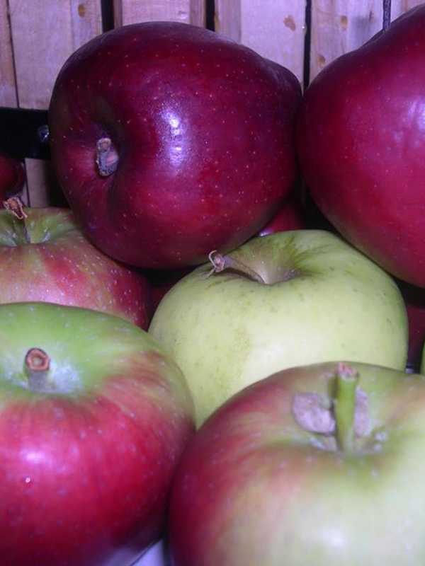 Learn Apple Cider Making At Tenafly Nature Center