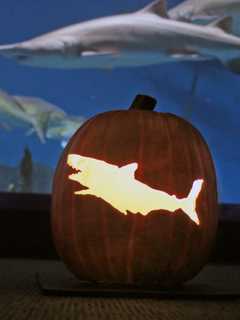 Kids In Costume Get Free Admission To Maritime Aquarium During AquaScarium