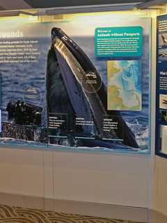 Maritime Aquarium Visitors Can Have Whale Of A Time At New Exhibit