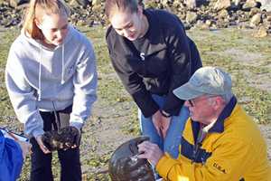 Aquarium Needs Volunteers To Tag Horseshoe Crabs In Norwalk