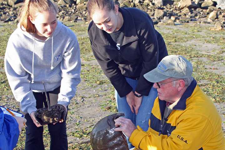 Aquarium Needs Volunteers To Tag Horseshoe Crabs In Norwalk