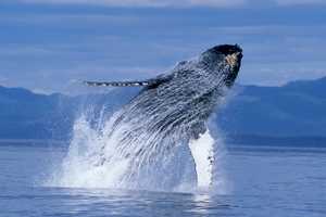 'Humpback Whales' At Maritime Aquarium Named Top Giant-Screen Film