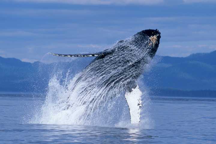 'Humpback Whales' At Maritime Aquarium Named Top Giant-Screen Film