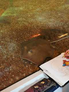 Learn To Draw Marine Animals At Maritime Aquarium In Norwalk