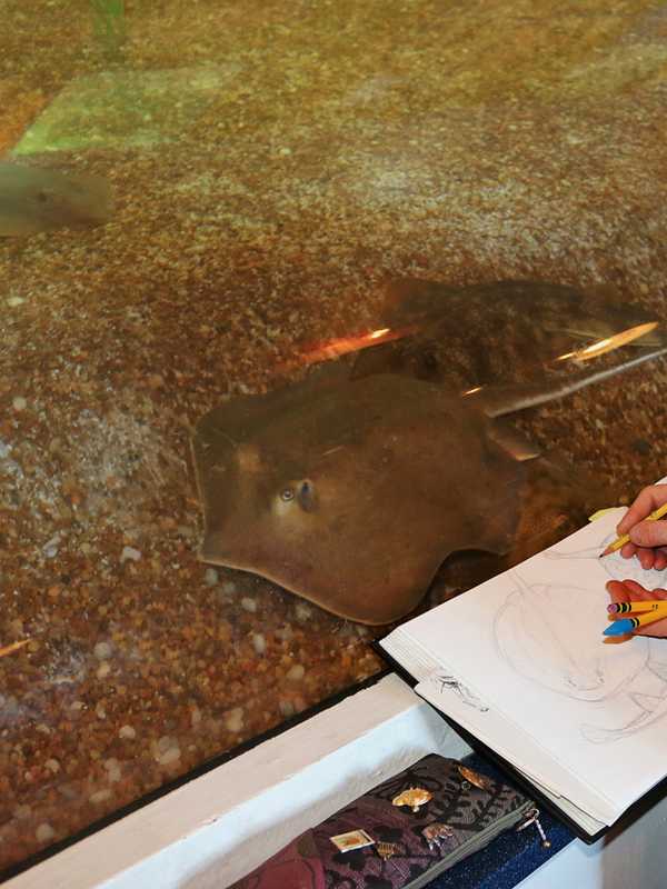 Learn To Draw Marine Animals At Maritime Aquarium In Norwalk