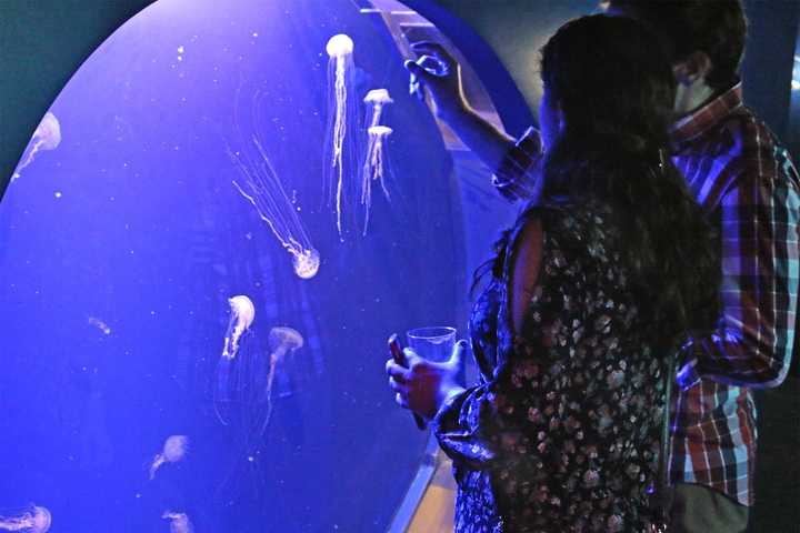 Enjoy Food, Fun And Fish At 'Maritime With A Twist' At Aquarium In Norwalk