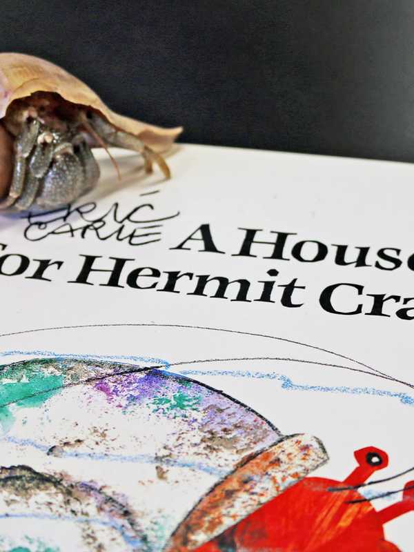 Norwalk's Maritime Aquarium Offers Discounts For Book Donations