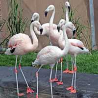 <p>Flamingos will be on exhibit this summer at the Maritime Aquarium, starting this Saturday.</p>