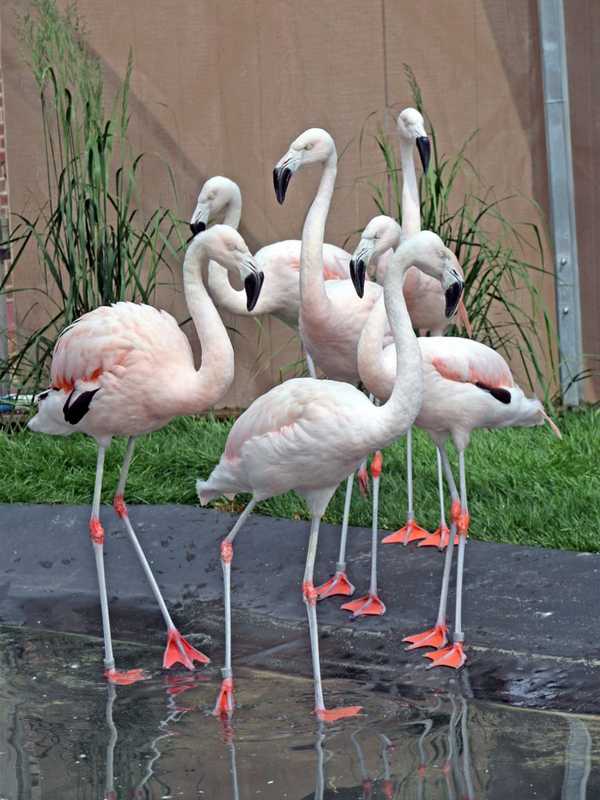 Flock Of Flamingos Comes Home To Roost This Summer At Maritime Aquarium