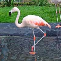 <p>A flamingo dips its foot into the water in the courtyard at the Maritime Aquarium in Norwalk.</p>