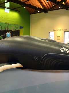 Maritime Aquarium At Norwalk Exhibits Inflatable Whale