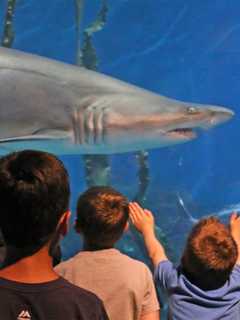 Maritime Aquarium Salutes Norwalk Residents By Offering Free Admission