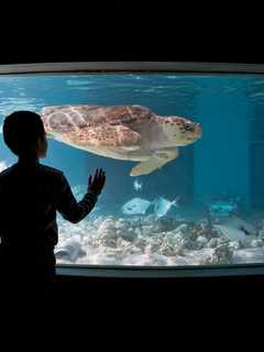 Norwalk's Maritime Aquarium Offers Sensory-Friendly Mornings