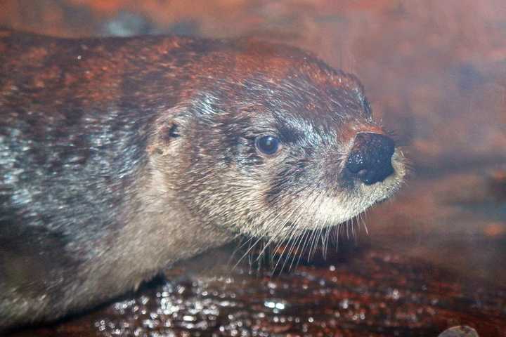 The Maritime Aquarium will have a winter coat drive this weekend, along with a special activity station to learn how animals, like river otters, survive in the cold ocean.