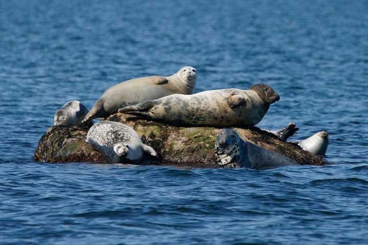 Maritime Aquarium's Winter Cruises Spotlight Migrating Seals, Waterfowl