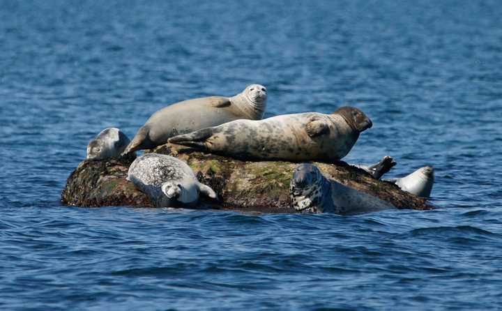 During the winter, harbor and gray seals migrate into the Sound from northern waters and rest on rocks exposed at low tide.