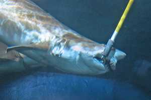 Maritime Aquarium Offers Feeding, Educational Programs
