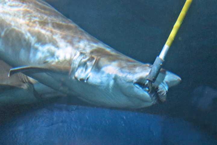 Maritime Aquarium Offers Feeding, Educational Programs