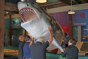 Wrestling Away A Great White Shark At The Maritime Aquarium At Norwalk