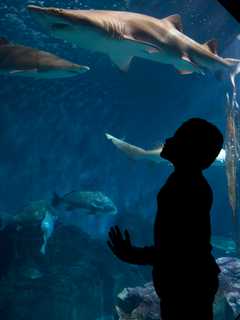 See Whales, Turtles, Sharks At Norwalk Aquarium's Drop-Off Program