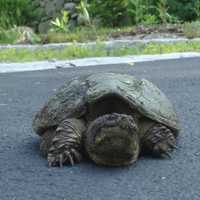 Maritime Aquarium Cautions Area Residents About Turtles On The Move