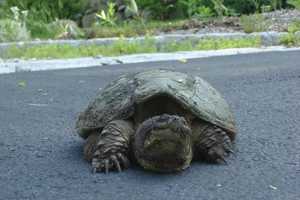 Maritime Aquarium Cautions Area Residents About Turtles On The Move