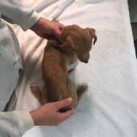 Forget The Little Doggie In The Window: PAWS Dogs Need Homes