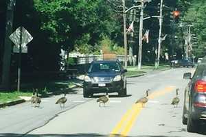 North Arlington Officials: Please Stop Feeding Geese