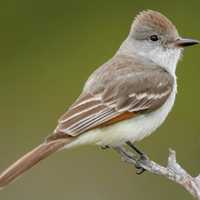 Birders Flock To Spot Wayward Species At Westport Park