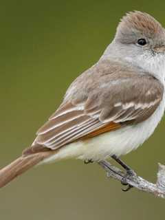 Birders Flock To Spot Wayward Species At Sherwood Island State Park