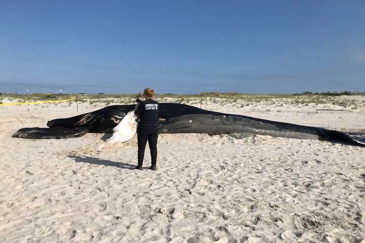 Injuries Found On Deceased Whale That Washed Up In Hamptons