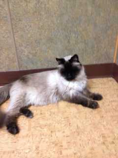 Putnam Humane Society Seeks Help In Finding Missing Diabetic Cat