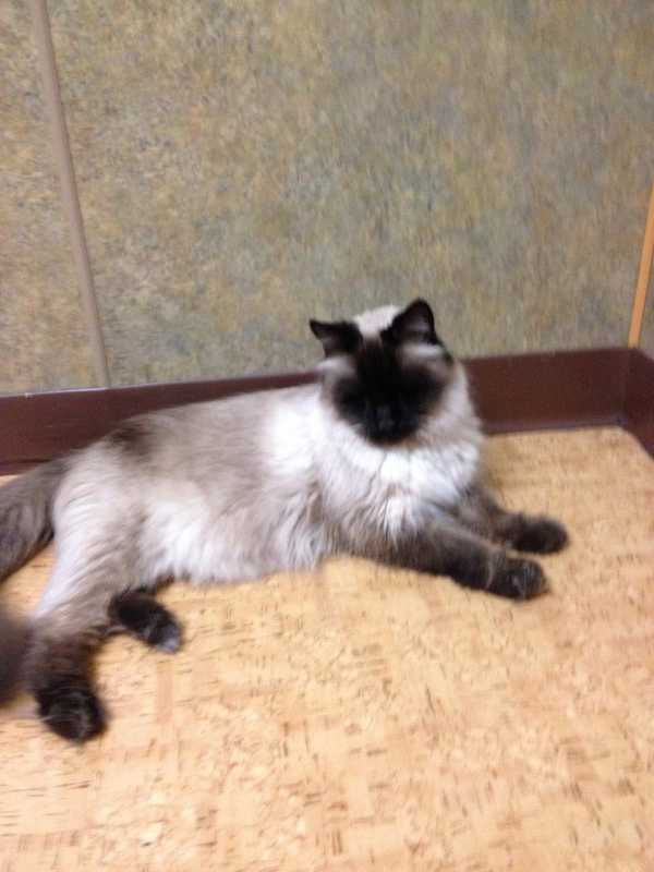 Putnam Humane Society Seeks Help In Finding Missing Diabetic Cat