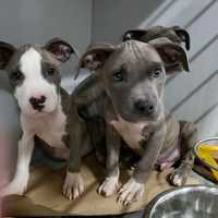 <p>Two of the puppies rescued from Hurrican Dorian.</p>