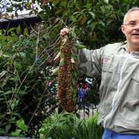 <p>Tony Planakis, aka &quot;Tony Bees,&quot; removes a bee hive.</p>