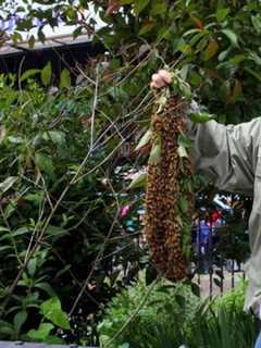 Former NYPD Detective Is The Bee's Knees In Pelham Hive Scare