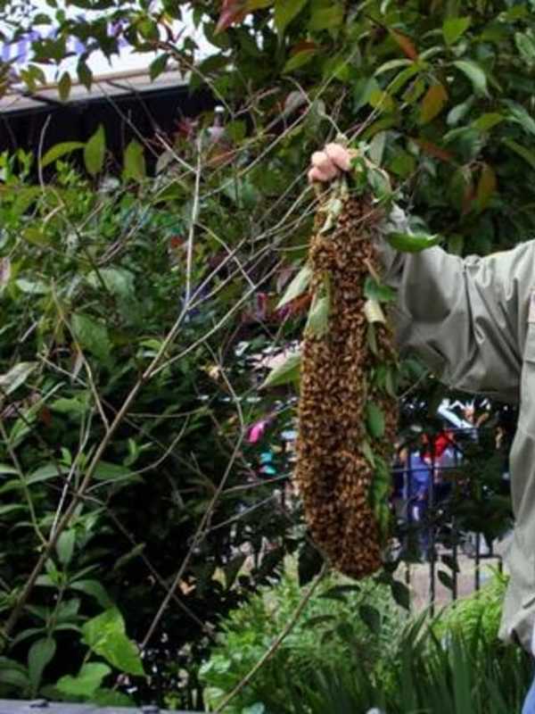 Former NYPD Detective Is The Bee's Knees In Pelham Hive Scare