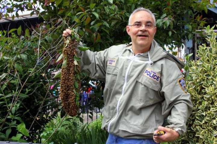 Tony Planakis, aka &quot;Tony Bees,&quot; removes a bee hive.