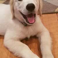 Murphy: Dog Grooming OK But Not People, Unless 'Romantic Partner' Or Household Member Does It