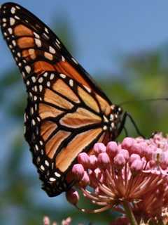 Butterflies Are Free At Audubon Walk In Ringwood