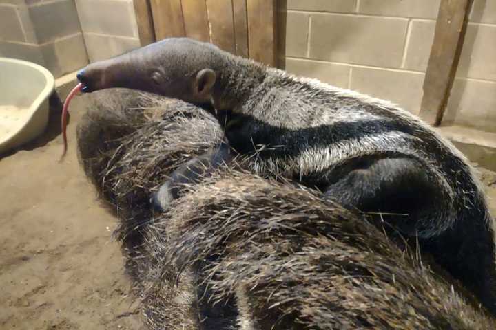 Baby Giant Anteater Born At Fairfield County’s Beardsley Zoo